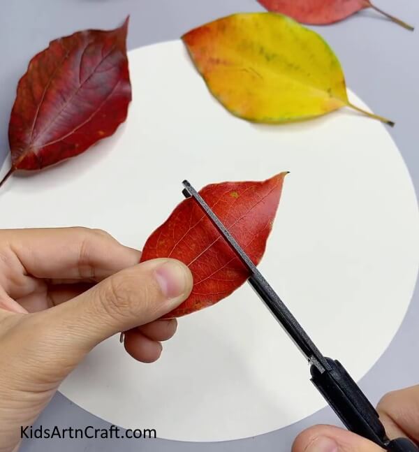 Cutting The Leaf Into Half-Making Attractive Autumn Leaf Craft Easily with Children 