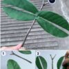 Learn To Make Bug From Leaf Easy Craft for Kids