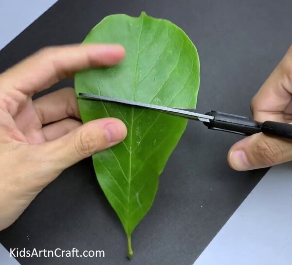Cutting Green Leaf In Half - Simple Leaf Art Designs For Turtles