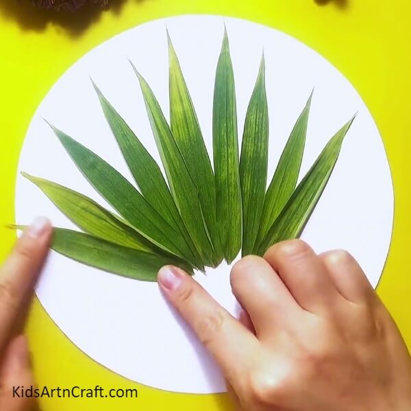 Stick more big green leaves on white craft paper- An eye-catching leaf peacock craft perfect for children