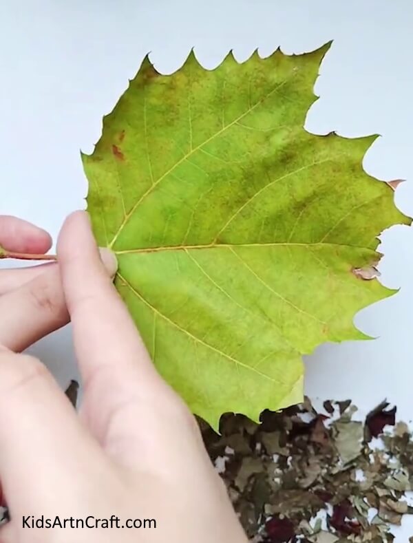 Take A Green Fall Leaf That Is A Little Pointy, Like In The Image-Tutorial for Making a Hedgehog & Bird from Fall Leaves - Perfect for Beginners