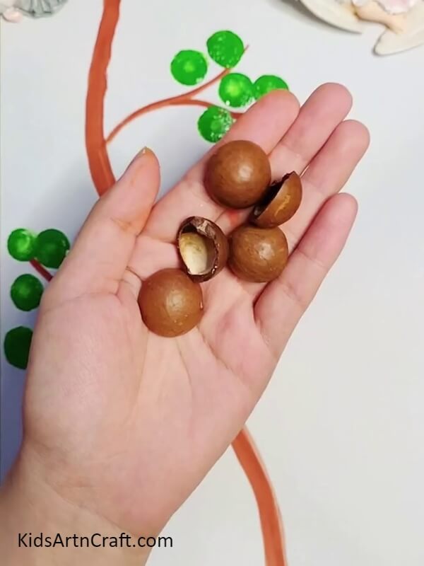 Taking Macadamia Nut Shells-Macadamia Nut Shells For Amateur Crafters 