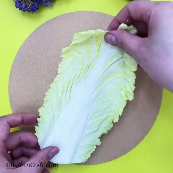 Take The Cabbage Leaf And Place It On The Cardboard- Clay Art Tutorial For Newcomers Utilizing Cabbage Prints