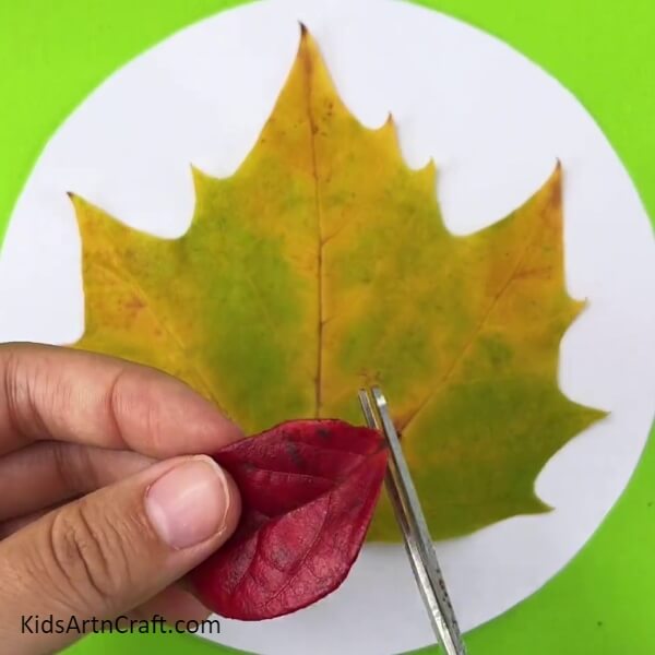 Cutting Out The Stem Of A Red Leaf- A Step-by-Step Walkthrough for Making a Leaf Turkey with Youngsters