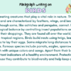 Paragraph on Birds