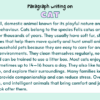 Paragraph On Cat