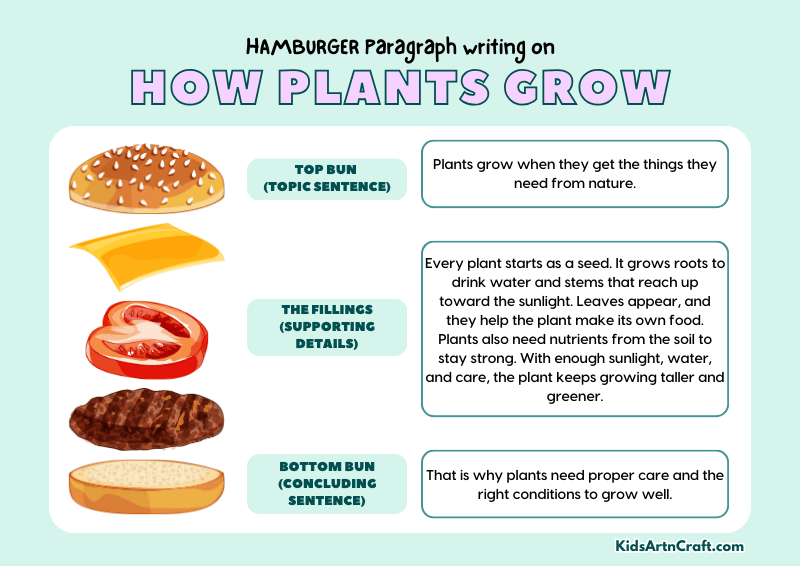 How Plants Grow Paragraph Writing with Hamburger Method