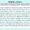 Paragraph on How Plants Grow