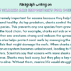Paragraph on Why Sharks Are Important For Oceans