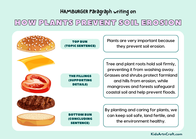 How Plants Prevent Soil Erosion Paragraph Writing with Hamburger Method
