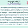 Paragraph on Octopus