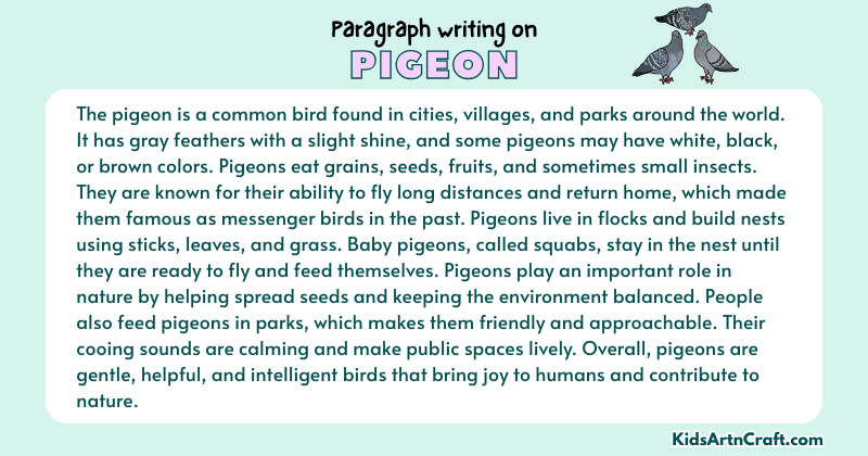 Paragraph on Pigeon