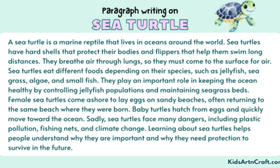 Paragraph on Sea Turtle