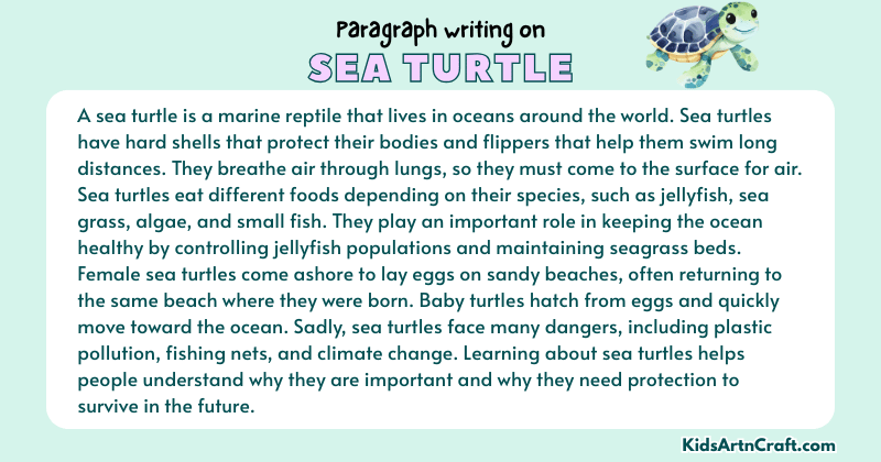 Paragraph on Sea Turtle