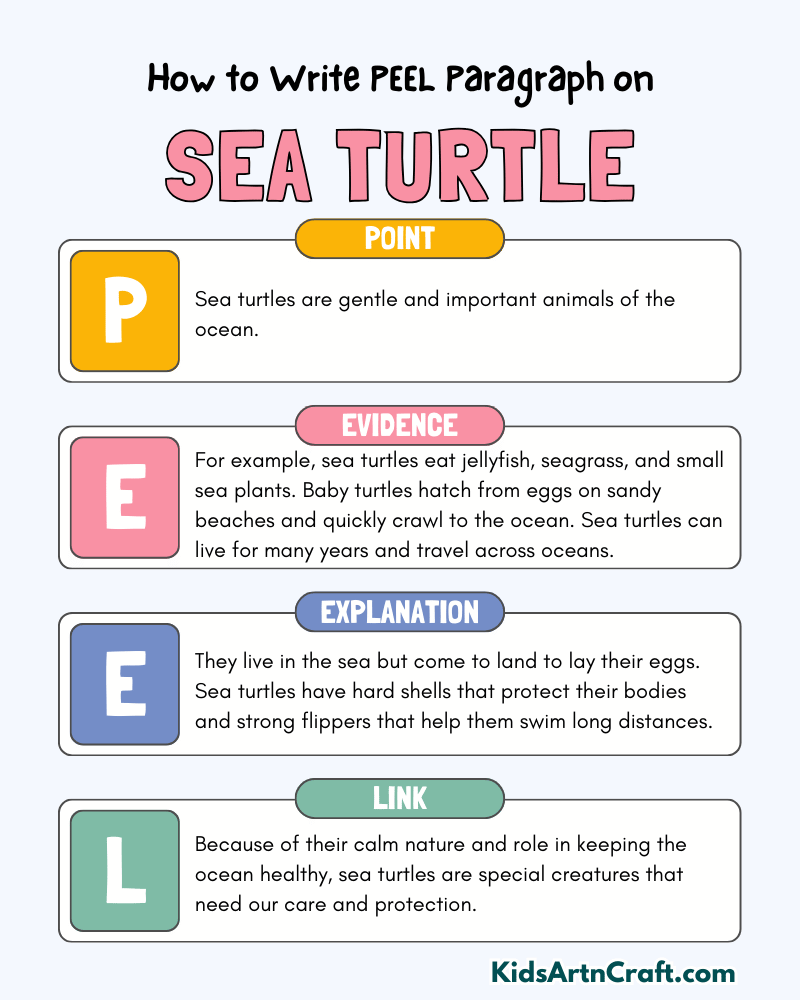 Sea Turtle Paragraph Writing with PEEL Method