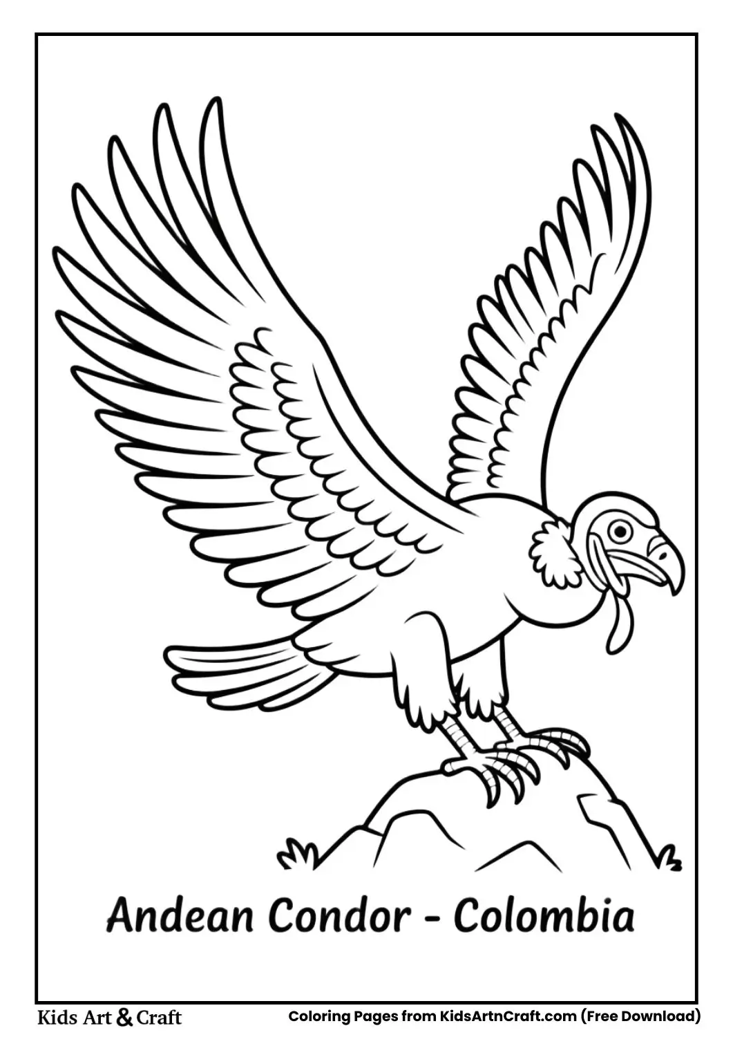 Black and white Andean Condor spreading wings on rock labeled Colombia