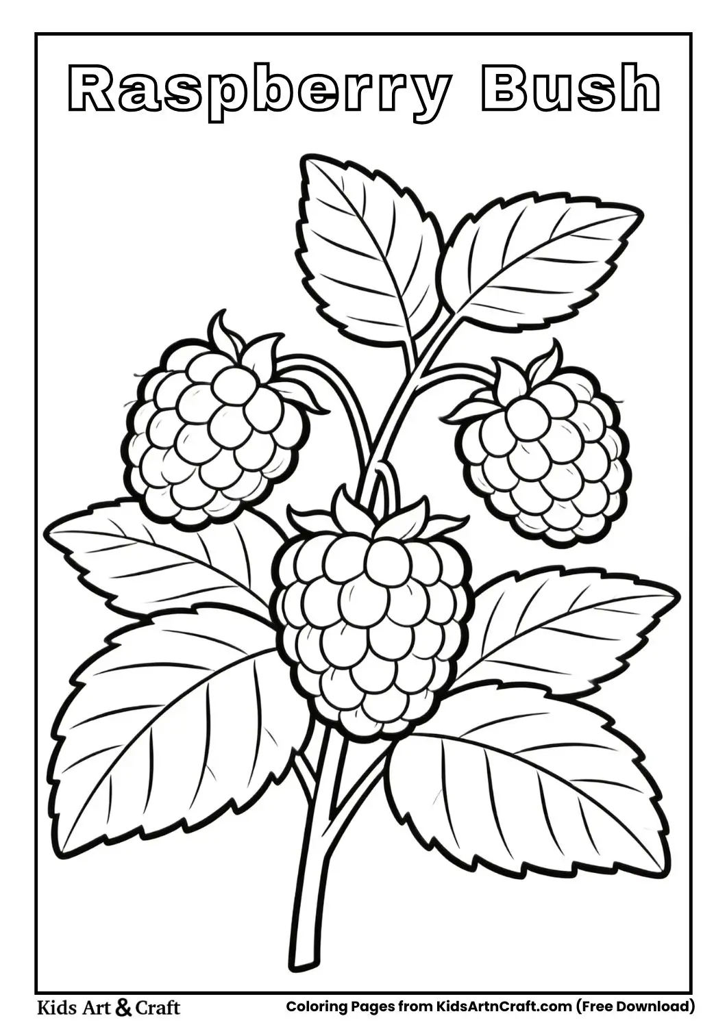 Simple raspberry bush with large raspberries in black and white