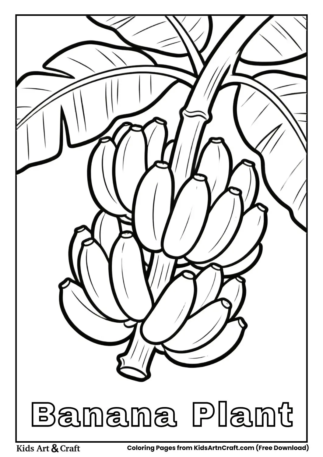 Black and white banana plant with a bunch of bananas and large leaves