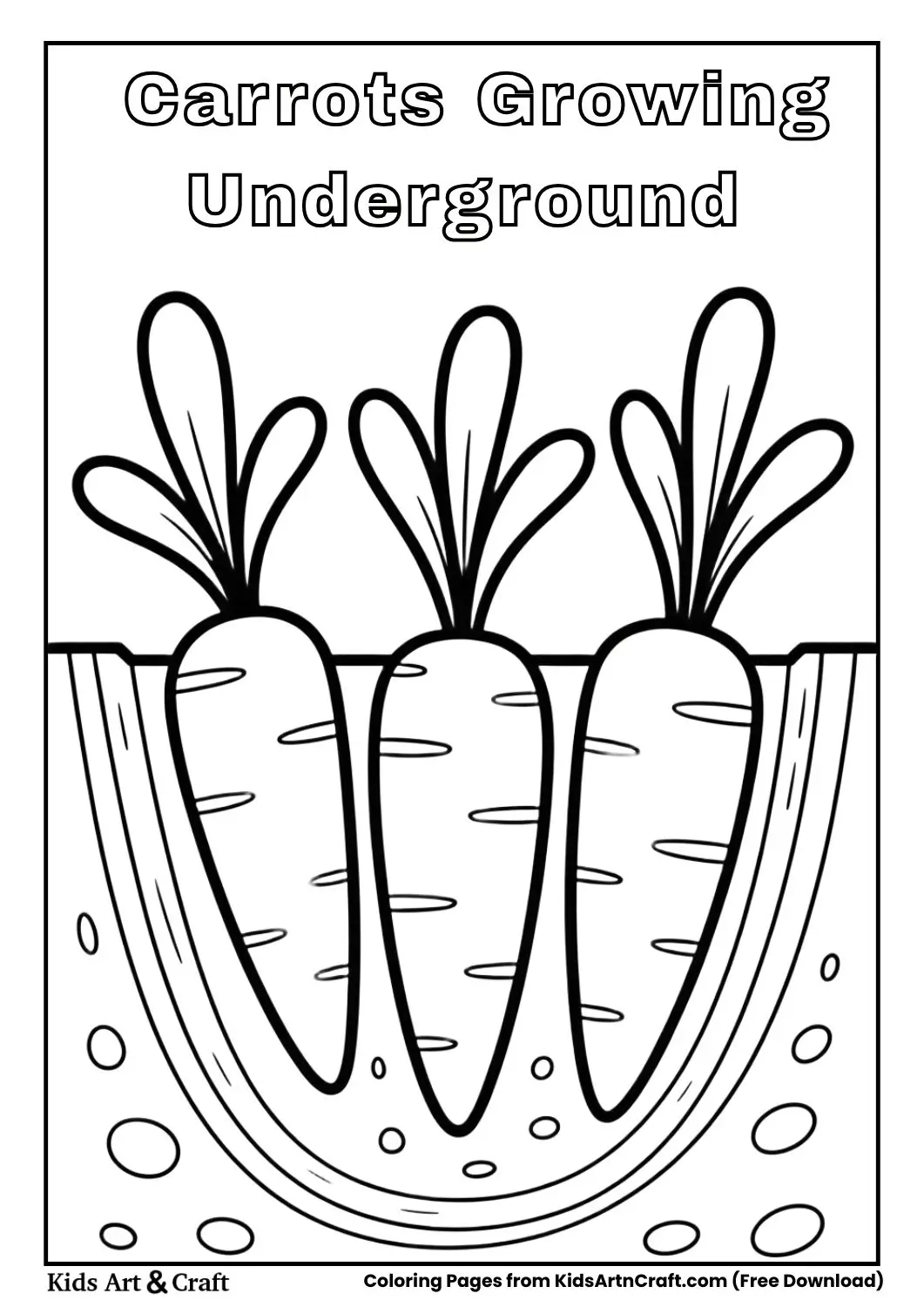 Black and white cross-section view of carrots growing under soil