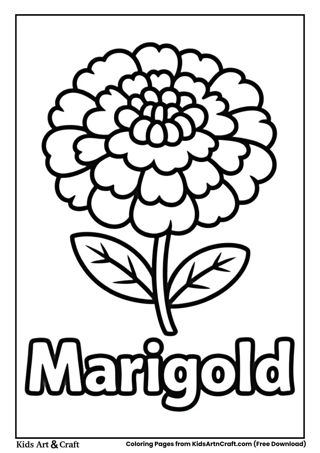 Marigold flower black and white coloring page with the name Marigold