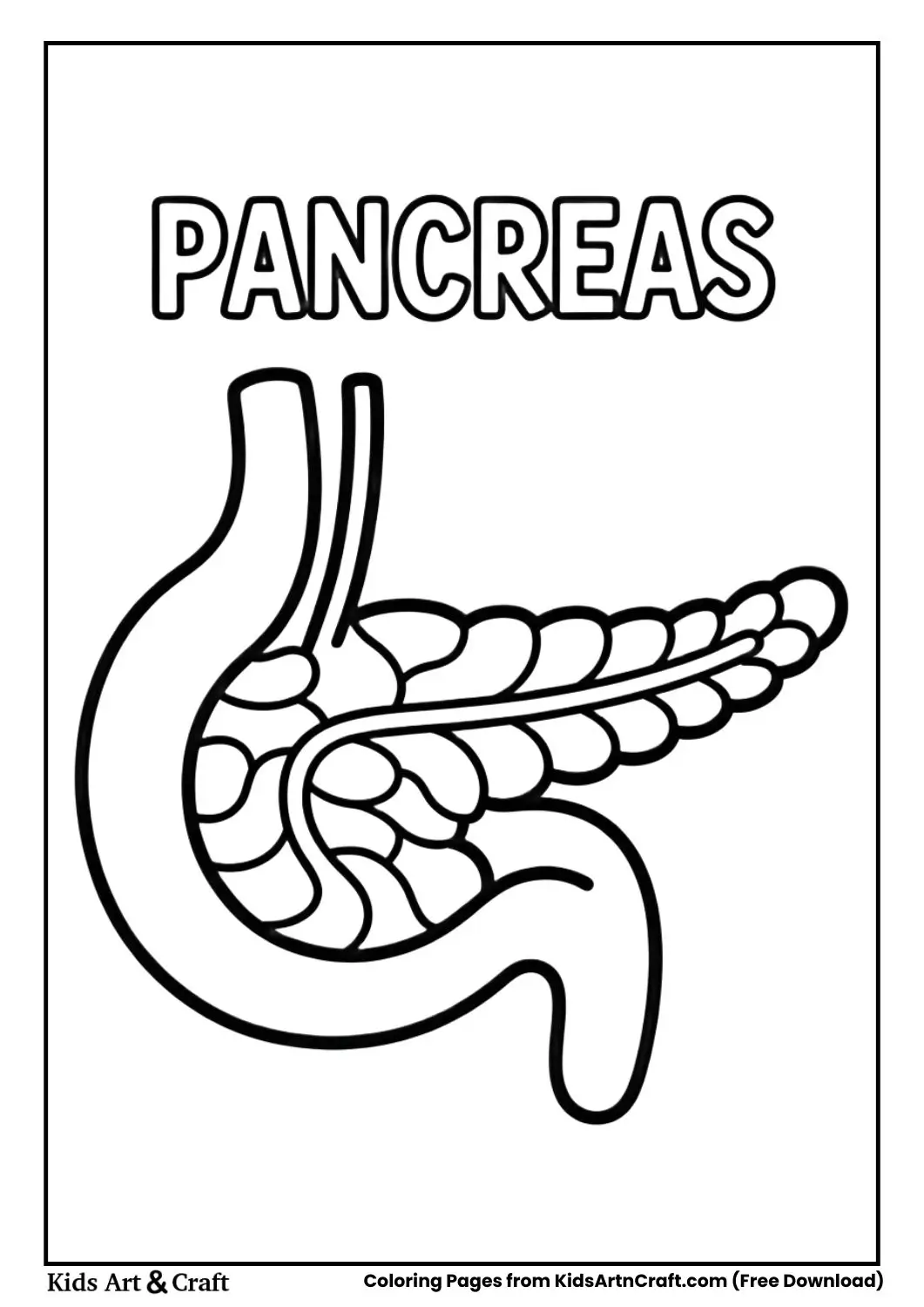 Human pancreas coloring page labeled Pancreas for kids