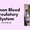 Human Blood Circulatory System Working Model for Students