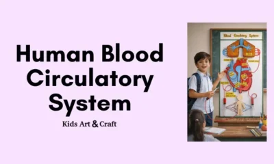 Human Blood Circulatory System Working Model for Students