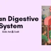 Human Digestive System Working Model Project for Kids