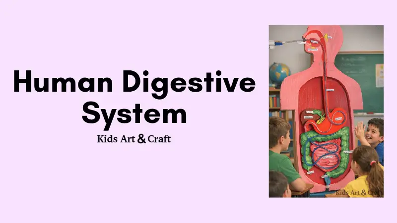 Human Digestive System Working Model Project for Kids