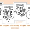Human Organ Coloring Pages for Kids
