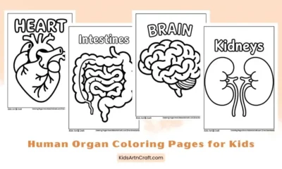 Human Organ Coloring Pages for Kids