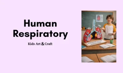Human Respiratory System Model Project – Materials, Steps & Science Explained