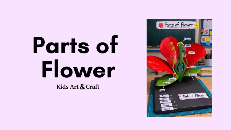 Exploring the Parts of a Flower – A Fun 3D Science Model!
