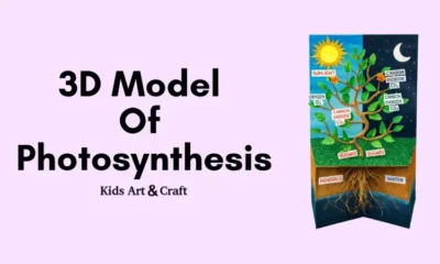 Photosynthesis in Action – Day and Night Plant Model!