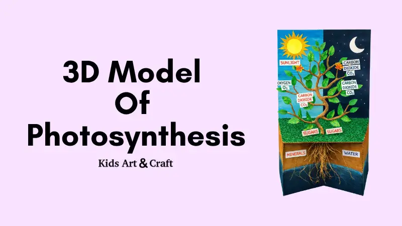 Photosynthesis in Action – Day and Night Plant Model!