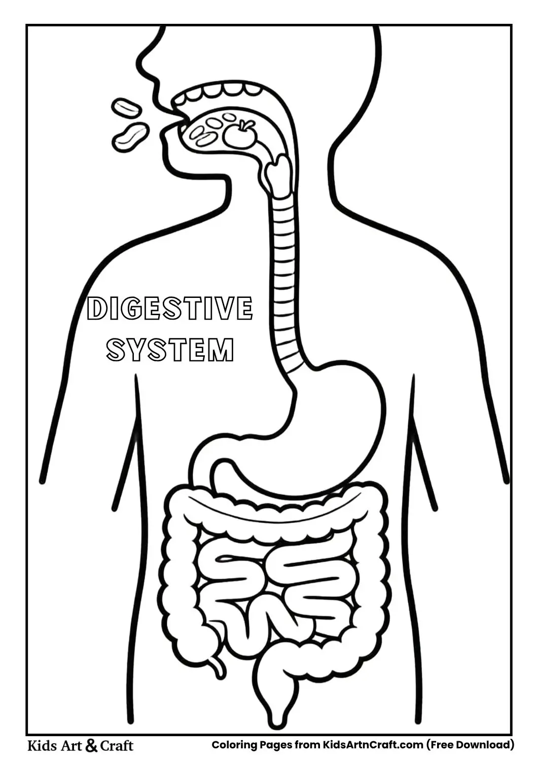 simple digestive system diagram coloring page for kids