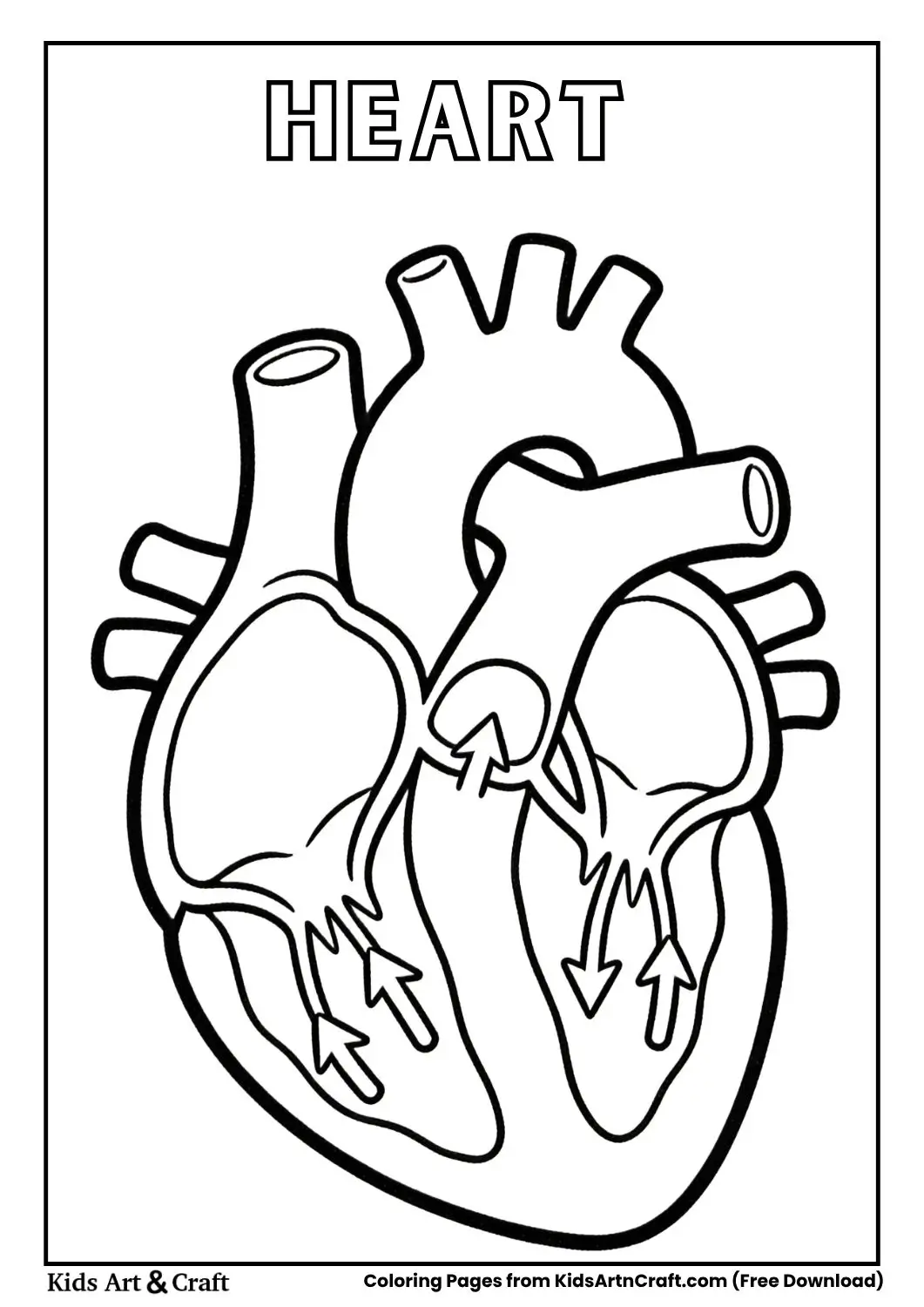 simple heart diagram coloring page with arrows
