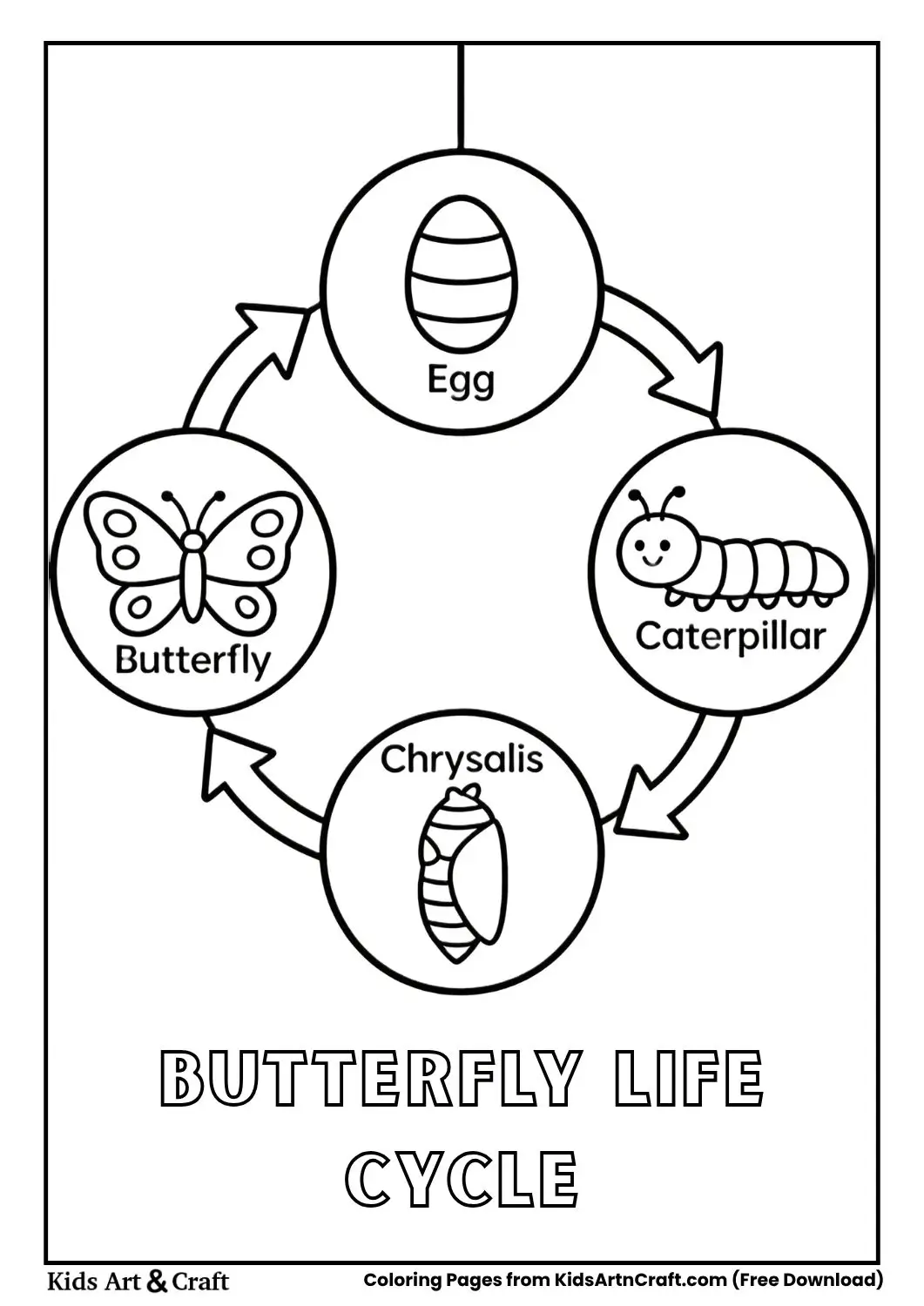 butterfly life cycle coloring page with stages egg caterpillar chrysalis butterfly