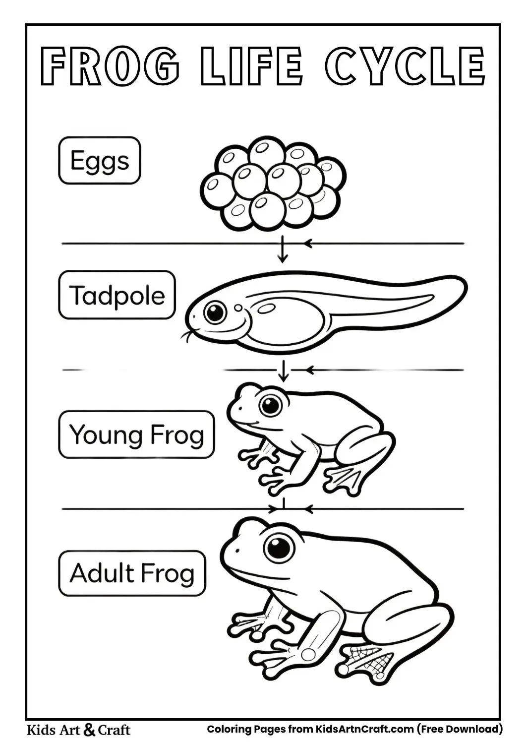 frog life cycle coloring page with eggs tadpole and adult frog