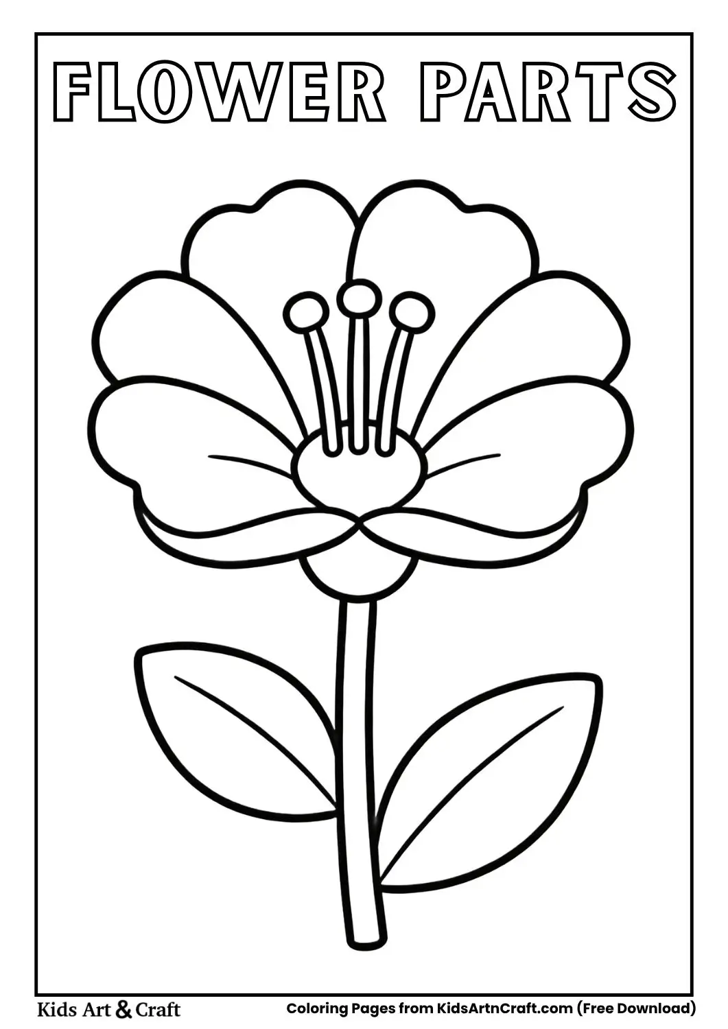 flower anatomy coloring page labeled petals stem stamen
